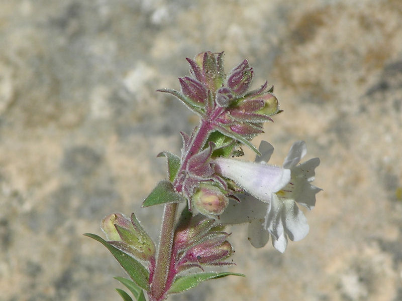 White Penstemon